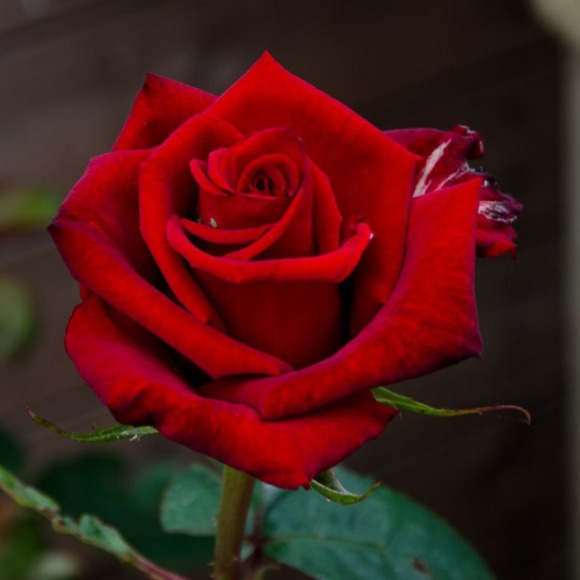 flowers250